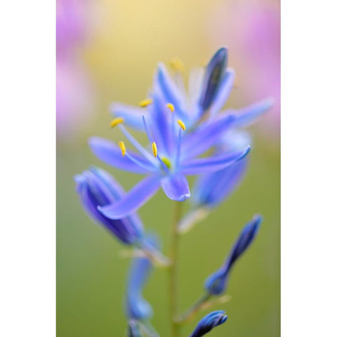 Indian Camas-Tuolumne Meadows-Yosemite National Park-California Black Modern Wood Framed Art Print by Jones, Adam