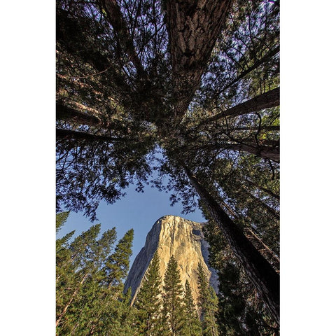El Capitan through pine trees-Yosemite National Park-California White Modern Wood Framed Art Print by Jones, Adam