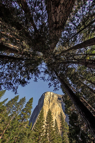 El Capitan through pine trees-Yosemite National Park-California White Modern Wood Framed Art Print with Double Matting by Jones, Adam