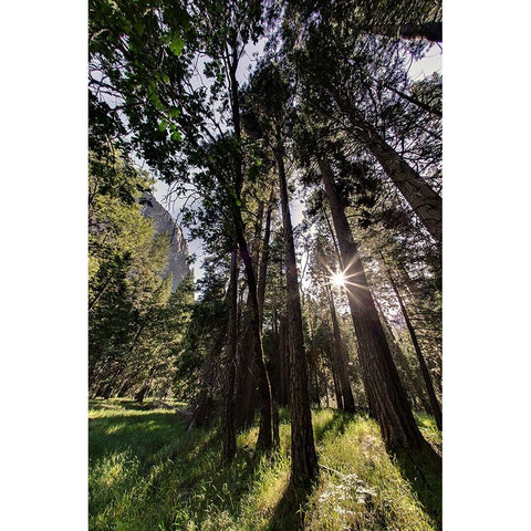 Sunlight through pine trees-Yosemite Valley-Yosemite National Park-California Black Modern Wood Framed Art Print with Double Matting by Jones, Adam