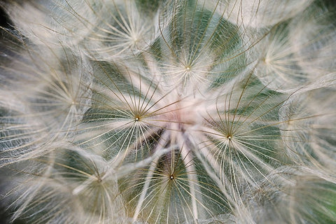 Purple Salsify seed head-Yosemite National Park-California Black Ornate Wood Framed Art Print with Double Matting by Jones, Adam