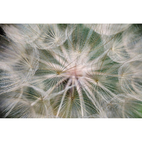 Purple Salsify seed head-Yosemite National Park-California Black Modern Wood Framed Art Print by Jones, Adam