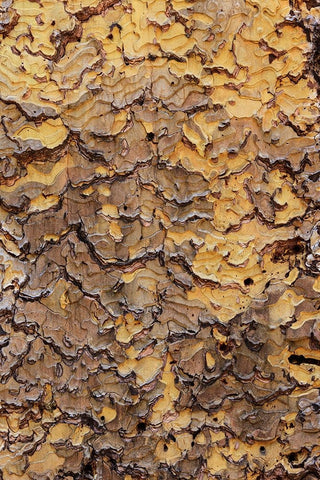 Pine bark pattern Yosemite National Park-California White Modern Wood Framed Art Print with Double Matting by Jones, Adam