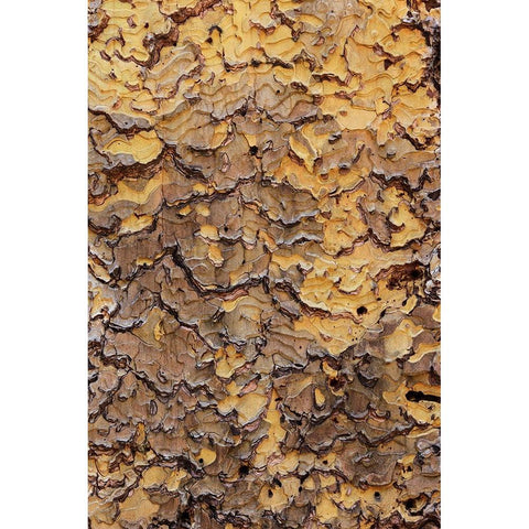 Pine bark pattern Yosemite National Park-California Black Modern Wood Framed Art Print with Double Matting by Jones, Adam