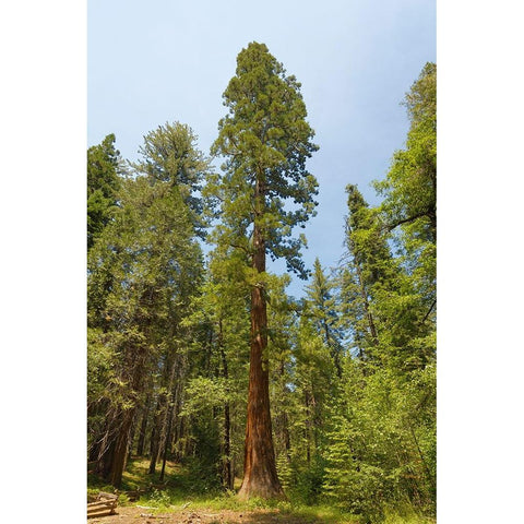 Giant sequoia tree-Yosemite National Park-California Gold Ornate Wood Framed Art Print with Double Matting by Jones, Adam