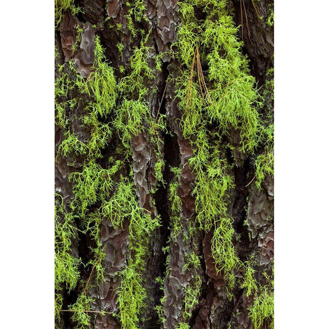 Green lichen growing on ancient giant sequoias-Yosemite National Park-California Black Modern Wood Framed Art Print by Jones, Adam