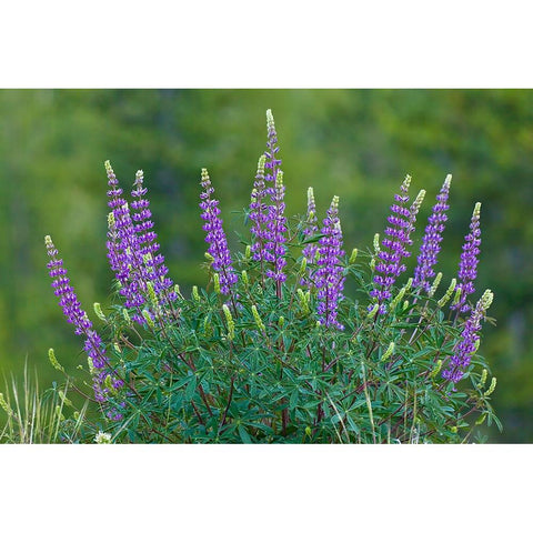 Sierra lupine-Tuolumne Meadows-Yosemite National Park-California Black Modern Wood Framed Art Print with Double Matting by Jones, Adam