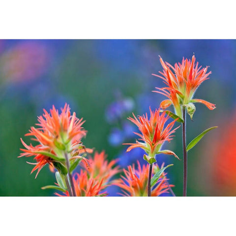 Red paintbrush-Yosemite National Park-California Black Modern Wood Framed Art Print by Jones, Adam