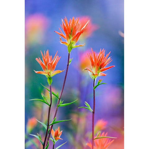 Red paintbrush-Yosemite National Park-California Black Modern Wood Framed Art Print with Double Matting by Jones, Adam