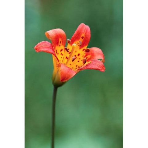 Alpine lily-Yosemite National Park-California Black Modern Wood Framed Art Print by Jones, Adam