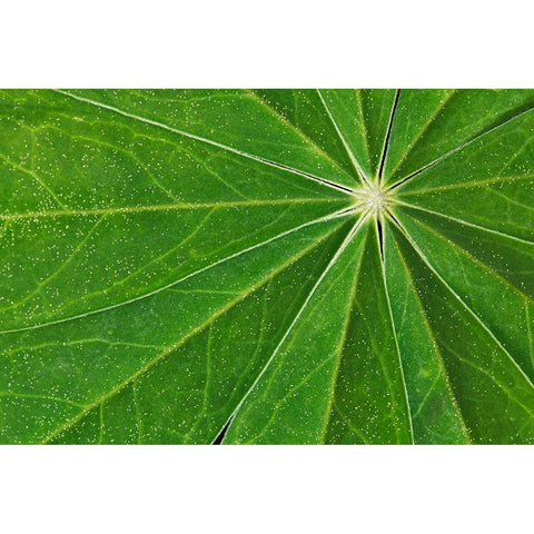 Pattern in lupine leaves-Yosemite National Park-California Black Modern Wood Framed Art Print with Double Matting by Jones, Adam