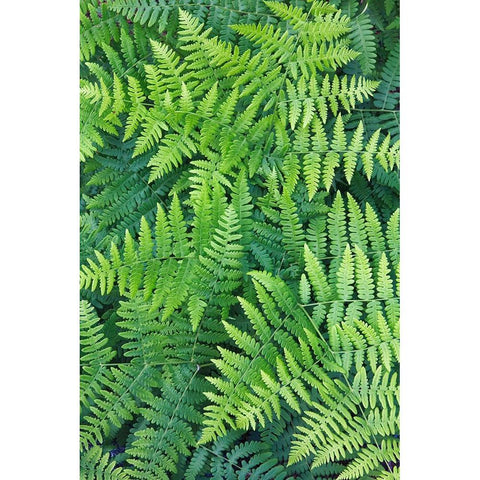 Fern pattern in forest-Yosemite National Park-California Gold Ornate Wood Framed Art Print with Double Matting by Jones, Adam