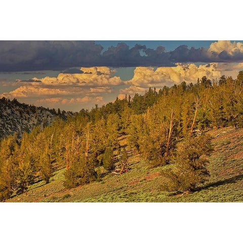Bristlecone pine forest at sunset-White Mountains-Inyo National Forest-California Black Modern Wood Framed Art Print with Double Matting by Jones, Adam