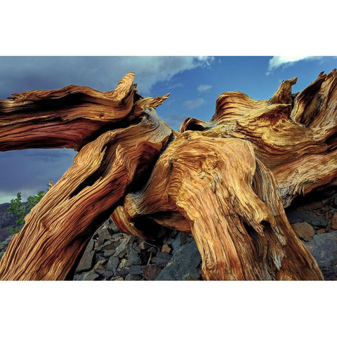 Bristlecone pine roots-White Mountains-Inyo National Forest-California Black Modern Wood Framed Art Print by Jones, Adam