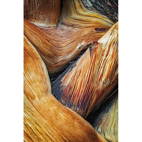 Bristlecone pine roots-White Mountains-Inyo National Forest-California Black Modern Wood Framed Art Print by Jones, Adam