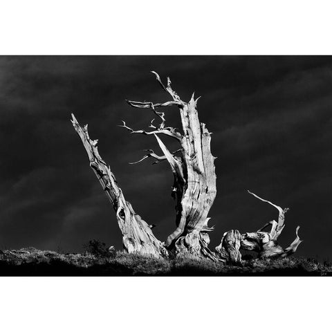 Bristlecone pine at sunset-White Mountains-Inyo National Forest-California Gold Ornate Wood Framed Art Print with Double Matting by Jones, Adam