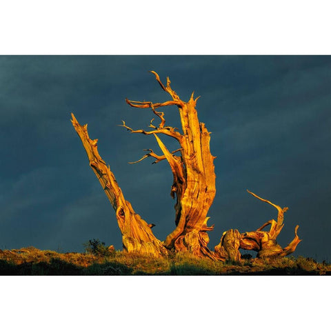 Bristlecone pine at sunset-White Mountains-Inyo National Forest-California Black Modern Wood Framed Art Print with Double Matting by Jones, Adam