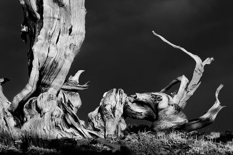 Bristlecone pine at sunset-White Mountains-Inyo National Forest-California White Modern Wood Framed Art Print with Double Matting by Jones, Adam