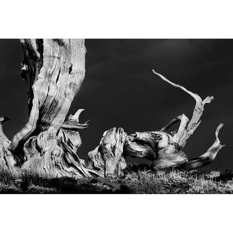 Bristlecone pine at sunset-White Mountains-Inyo National Forest-California Black Modern Wood Framed Art Print by Jones, Adam