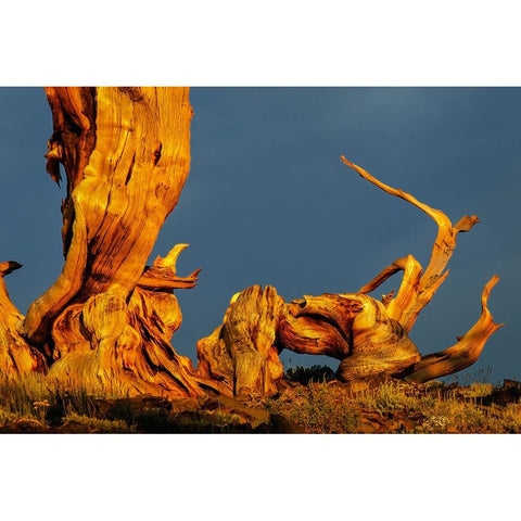 Bristlecone pine at sunset-White Mountains-Inyo National Forest-California Gold Ornate Wood Framed Art Print with Double Matting by Jones, Adam