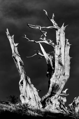 Bristlecone pine at sunset-White Mountains-Inyo National Forest-California White Modern Wood Framed Art Print with Double Matting by Jones, Adam