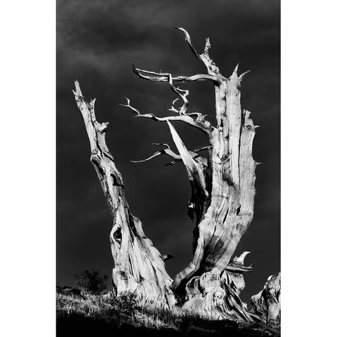 Bristlecone pine at sunset-White Mountains-Inyo National Forest-California White Modern Wood Framed Art Print by Jones, Adam