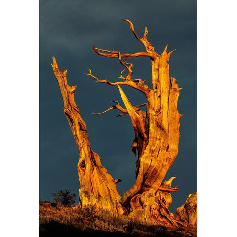 Bristlecone pine at sunset-White Mountains-Inyo National Forest-California Black Modern Wood Framed Art Print by Jones, Adam