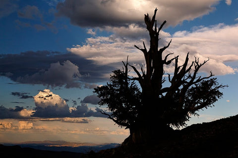 Bristlecone pine silhouetted at sunset-White Mountains-Inyo National Forest-California White Modern Wood Framed Art Print with Double Matting by Jones, Adam