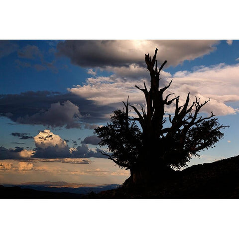 Bristlecone pine silhouetted at sunset-White Mountains-Inyo National Forest-California Black Modern Wood Framed Art Print by Jones, Adam