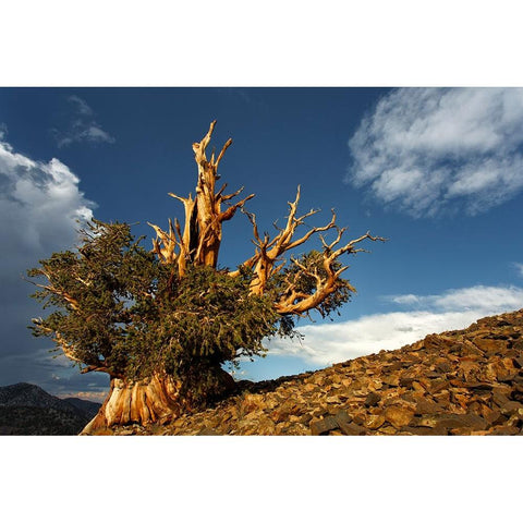 Bristlecone pine at sunset-White Mountains-Inyo National Forest-California White Modern Wood Framed Art Print by Jones, Adam