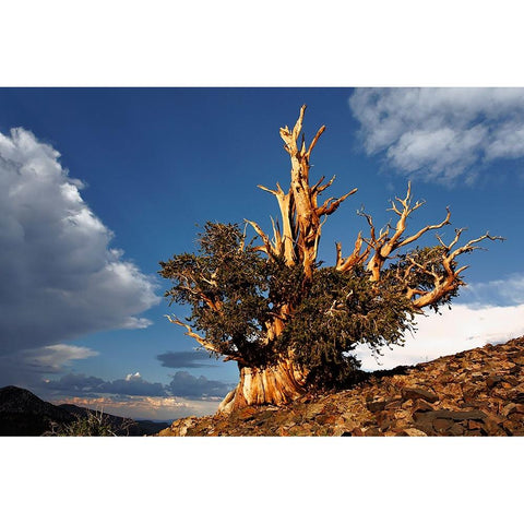 Bristlecone pine at sunset-White Mountains-Inyo National Forest-California Black Modern Wood Framed Art Print with Double Matting by Jones, Adam