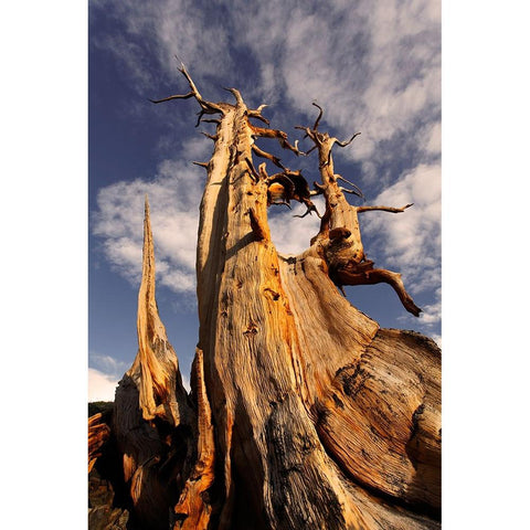 Bristlecone pine at sunset-White Mountains-Inyo National Forest-California Black Modern Wood Framed Art Print with Double Matting by Jones, Adam