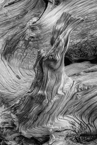 Pattern in wood of Bristlecone pine-White Mountains-Inyo National Forest-California White Modern Wood Framed Art Print with Double Matting by Jones, Adam