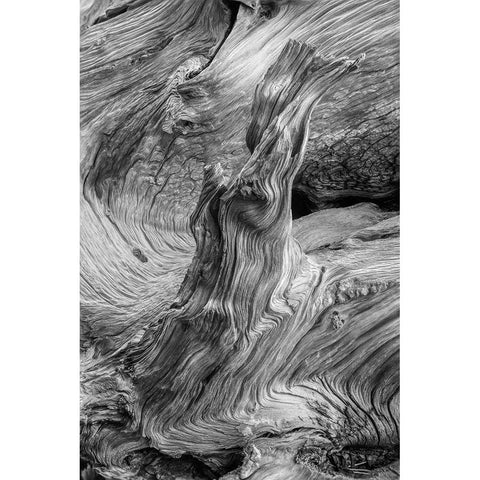 Pattern in wood of Bristlecone pine-White Mountains-Inyo National Forest-California Black Modern Wood Framed Art Print by Jones, Adam