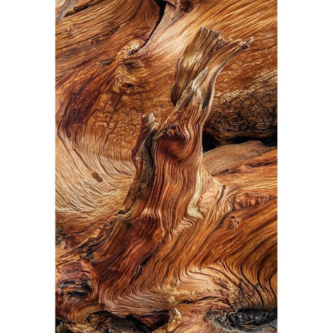 Pattern in wood of Bristlecone pine-White Mountains-Inyo National Forest-California White Modern Wood Framed Art Print by Jones, Adam