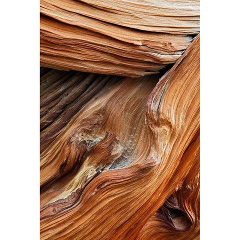 Pattern in wood of Bristlecone pine-White Mountains-Inyo National Forest-California Black Modern Wood Framed Art Print with Double Matting by Jones, Adam