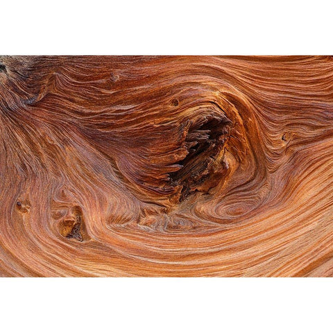 Pattern in wood of Bristlecone pine-White Mountains-Inyo National Forest-California Black Modern Wood Framed Art Print with Double Matting by Jones, Adam