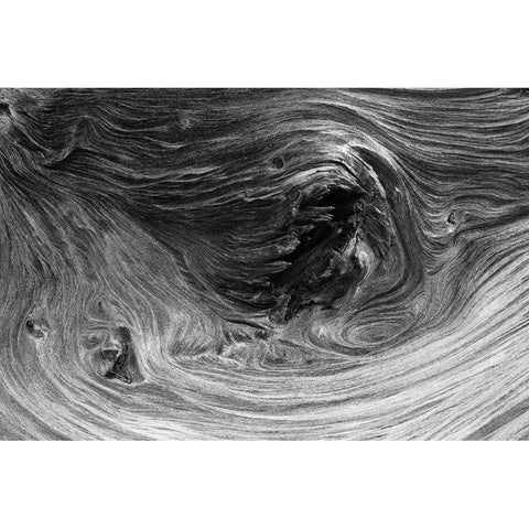 Pattern in wood of Bristlecone pine-White Mountains-Inyo National Forest-California Black Modern Wood Framed Art Print by Jones, Adam