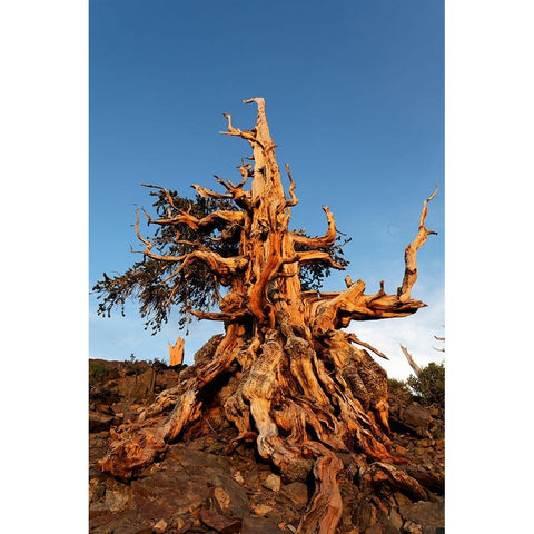 Bristlecone pine at sunset-White Mountains-Inyo National Forest-California Black Modern Wood Framed Art Print by Jones, Adam