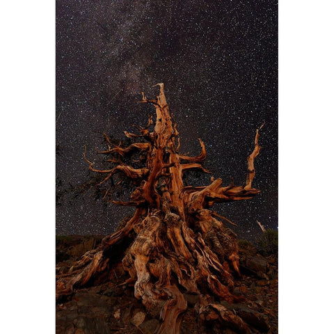 Bristlecone pine and Milky Way-White Mountains-Inyo National Forest-California Gold Ornate Wood Framed Art Print with Double Matting by Jones, Adam