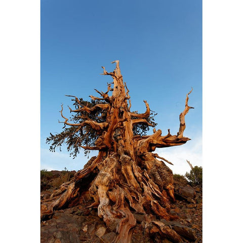 Bristlecone pine at sunset-White Mountains-Inyo National Forest-California Black Modern Wood Framed Art Print by Jones, Adam