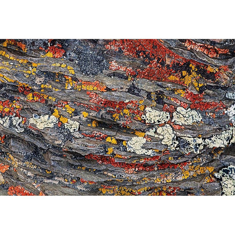 Colorful red and yellow lichens on rocks-eastern Sierra Range-California White Modern Wood Framed Art Print by Jones, Adam
