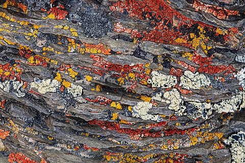 Colorful red and yellow lichens on rocks-eastern Sierra Range-California Black Ornate Wood Framed Art Print with Double Matting by Jones, Adam