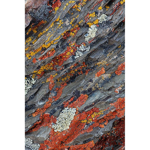 Colorful red and yellow lichens on rocks-eastern Sierra Range-California Black Modern Wood Framed Art Print by Jones, Adam