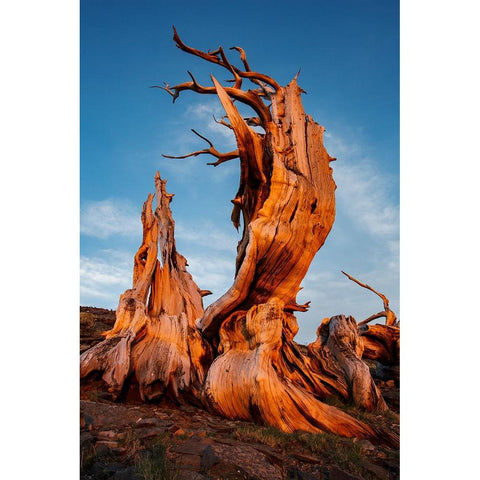 Bristlecone pine at sunset-White Mountains-Inyo National Forest-California Black Modern Wood Framed Art Print by Jones, Adam