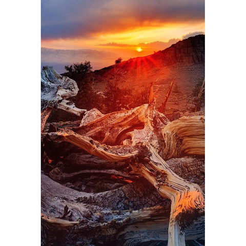 Bristlecone pine at sunset-White Mountains-Inyo National Forest-California Black Modern Wood Framed Art Print with Double Matting by Jones, Adam