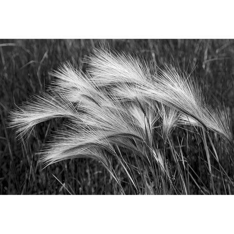 Foxtail grasses-Mono Lake-Tufa State Natural Reserve-California Black Modern Wood Framed Art Print with Double Matting by Jones, Adam