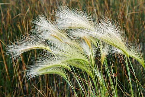 Foxtail grasses-Mono Lake-Tufa State Natural Reserve-California Black Ornate Wood Framed Art Print with Double Matting by Jones, Adam