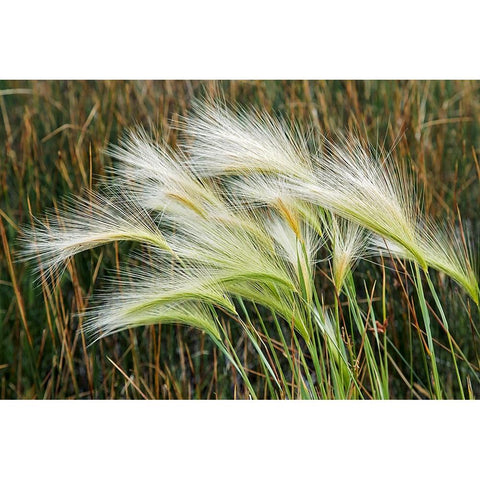Foxtail grasses-Mono Lake-Tufa State Natural Reserve-California Gold Ornate Wood Framed Art Print with Double Matting by Jones, Adam