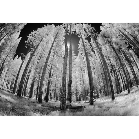 Infrared image of view up through trees-Yosemite National Park-California White Modern Wood Framed Art Print by Jones, Adam